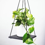 曼彻斯特联队红色队徽